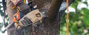 Tree and Shrub Care in Miles, TX